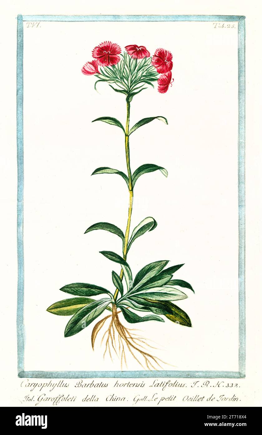 Sweet william old illustration hi-res stock photography and images