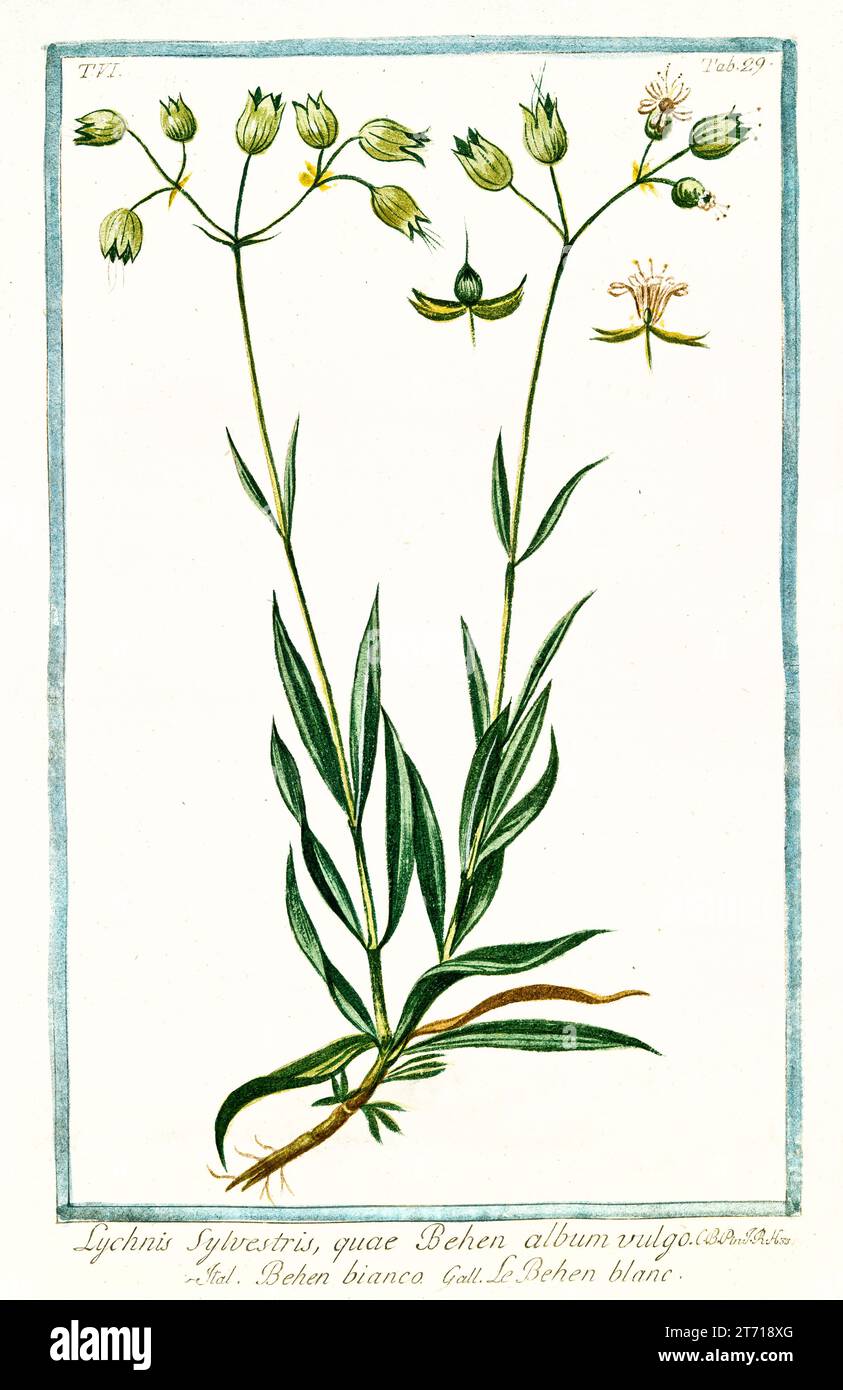 Old illustration of  Bladder campion (Silene vulgaris). By G. Bonelli on Hortus Romanus, publ. N. Martelli, Rome, 1772 – 93 Stock Photo