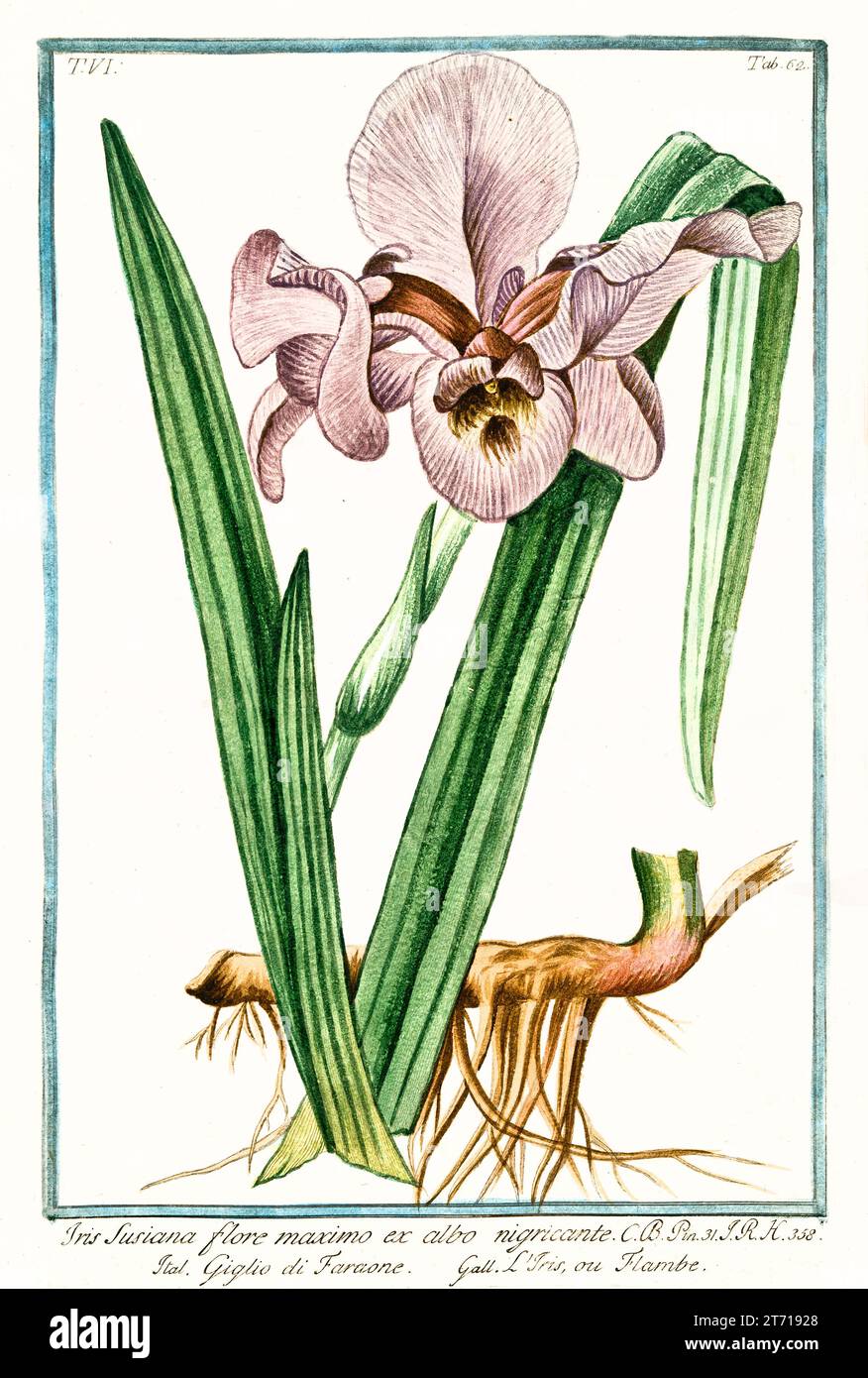 Old illustration of  Iris susiana. By G. Bonelli on Hortus Romanus, publ. N. Martelli, Rome, 1772 – 93 Stock Photo
