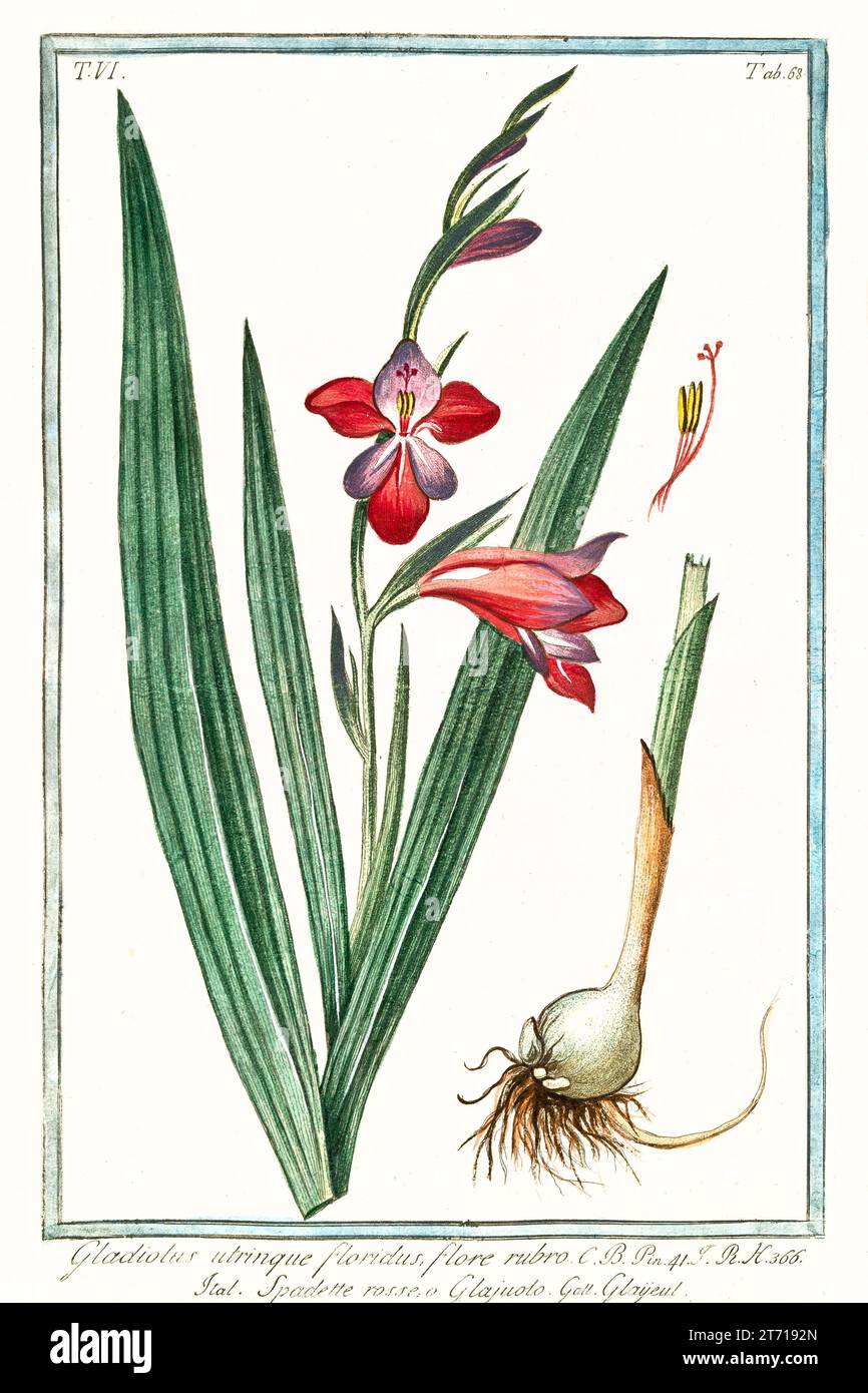 Old illustration of  Gladiolus flore rubro (?). By G. Bonelli on Hortus Romanus, publ. N. Martelli, Rome, 1772 – 93 Stock Photo