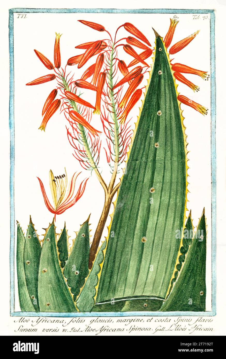 Old illustration of  Uitenhage Aloe (Aloe africana). By G. Bonelli on Hortus Romanus, publ. N. Martelli, Rome, 1772 – 93 Stock Photo