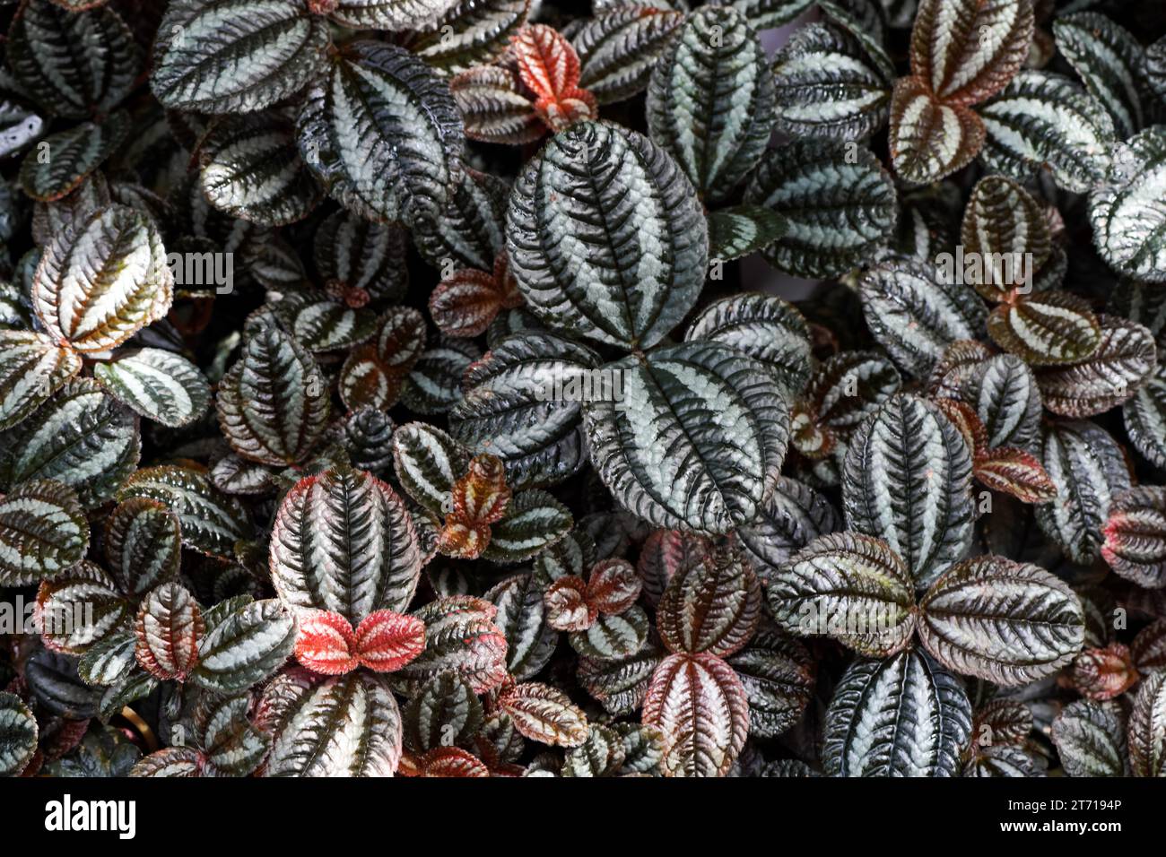 Peperomia leaves. Plant close-up. Botanical background. Piperaceae ...