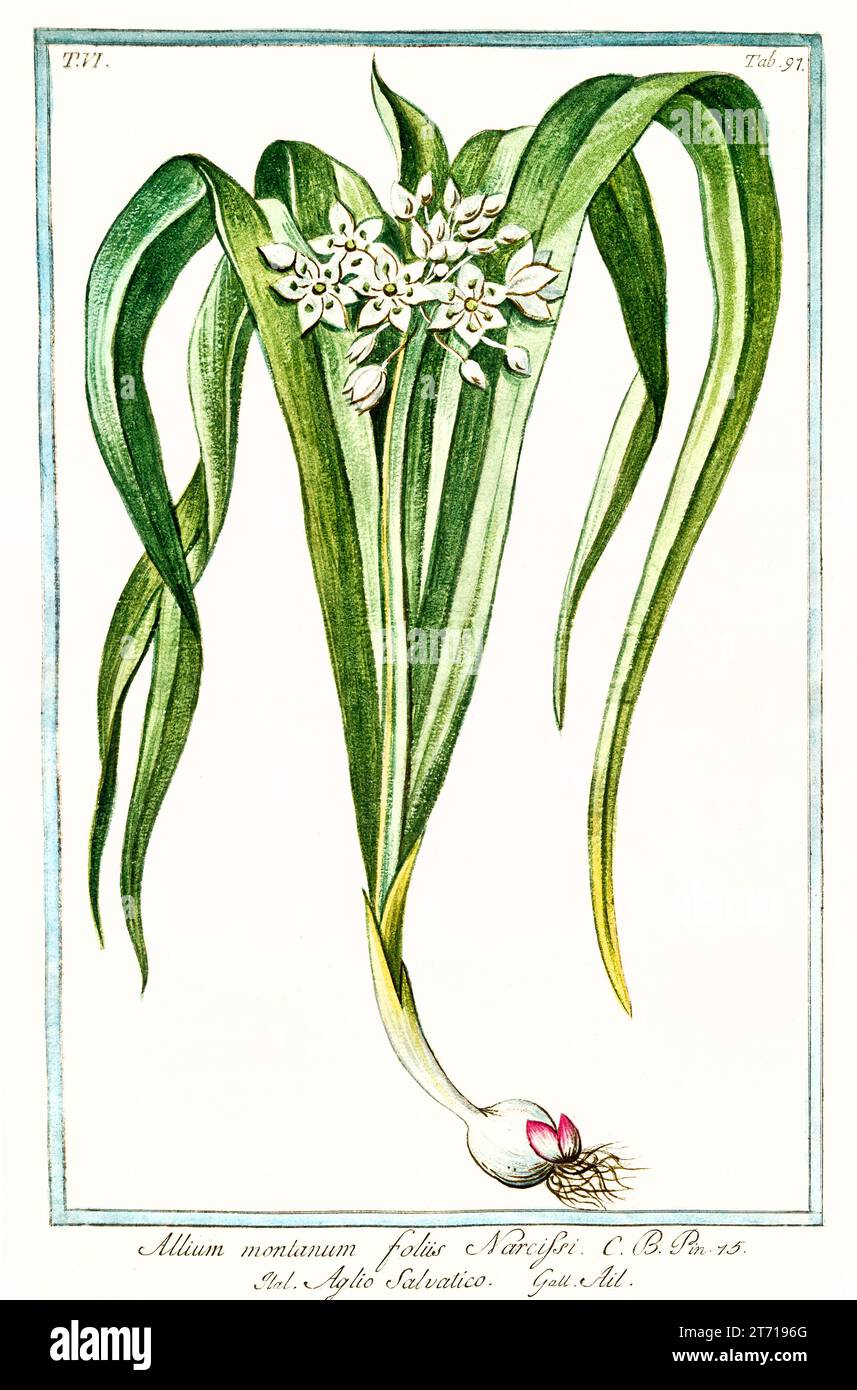 Old illustration of  Wild Garlic (Allium ursinum). By G. Bonelli on Hortus Romanus, publ. N. Martelli, Rome, 1772 – 93 Stock Photo