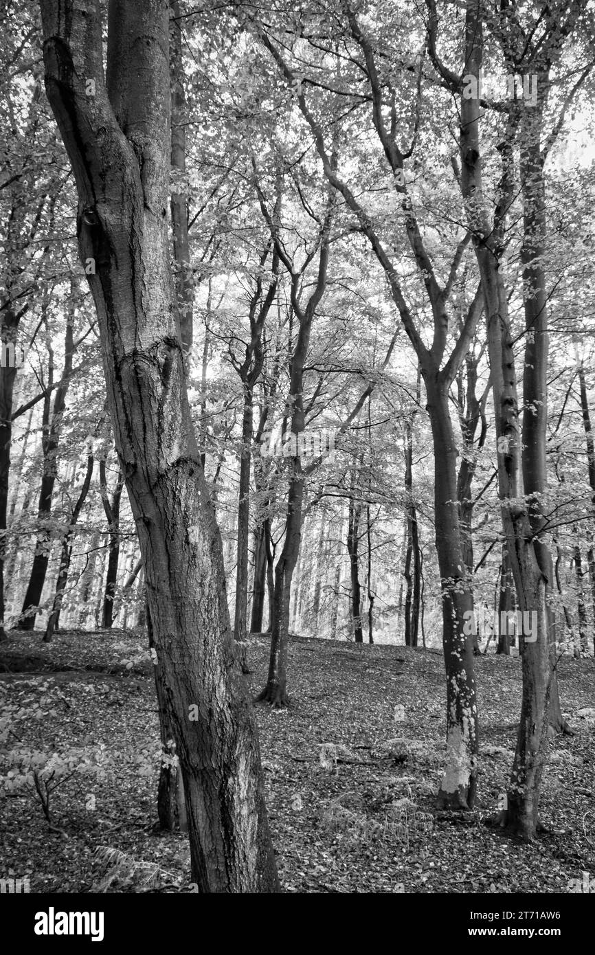 Beech forest in the fall. Black and white photo. Orange-brown leaves on the forest floor. Forest walk through nature. Landscape shot from the forest Stock Photo