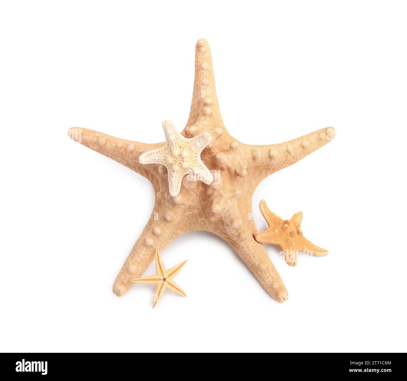 starfish starfishes star fish star fishes ocean life sea sea life creature  Stock Photo - Alamy