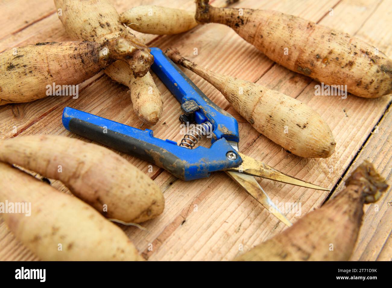 Dividing dahlias. Multiplying Dahlia plants stock. Dahlia tubers and garden shears background