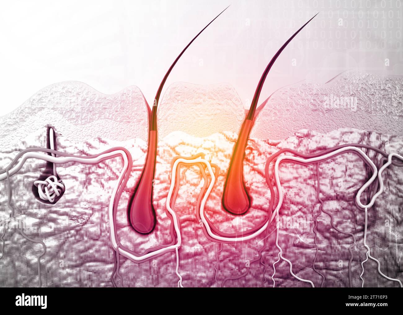 Anatomy of human skin and hair. 3d render Stock Photo Alamy