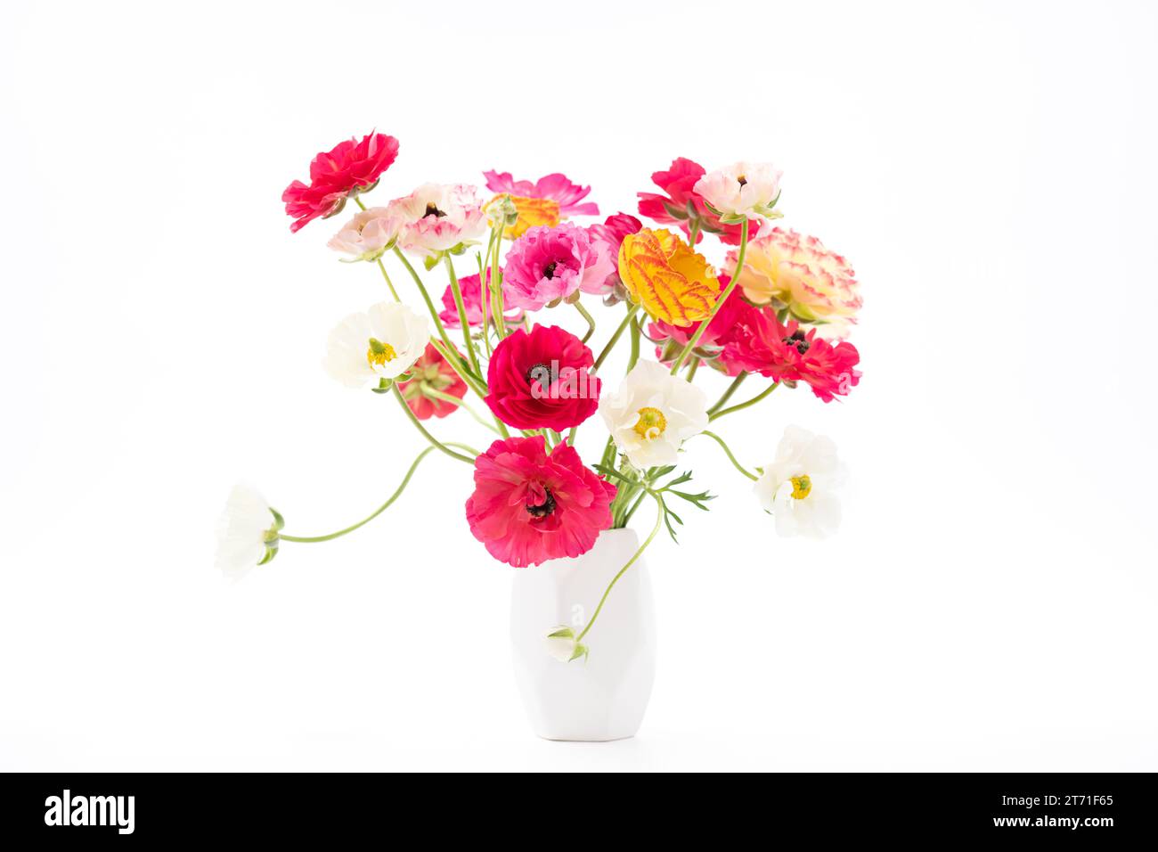 Elegant mixed ranunculus spring bouquet in white vase on white