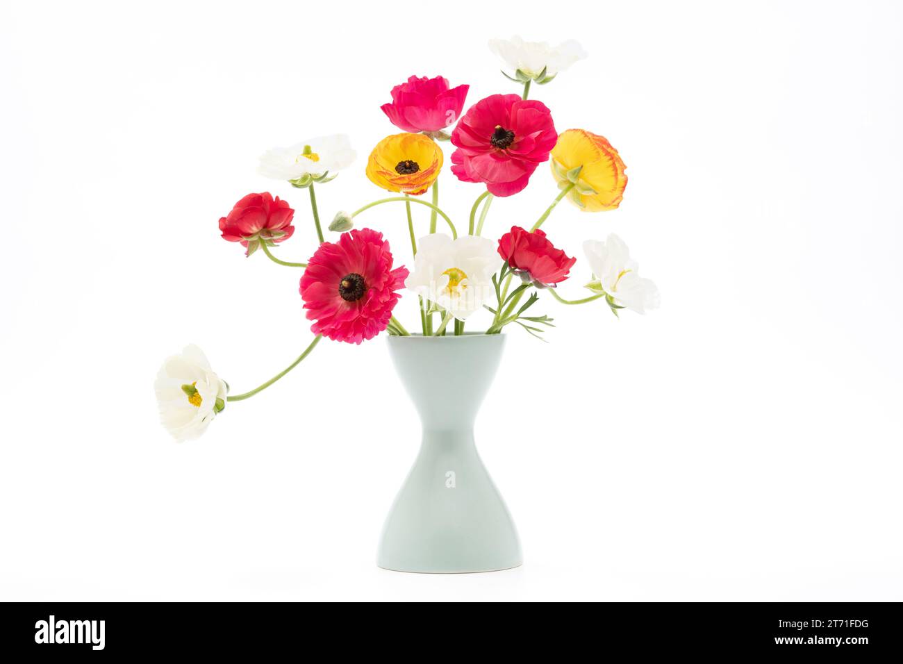 Elegant mixed ranunculus spring bouquet in white vase on white