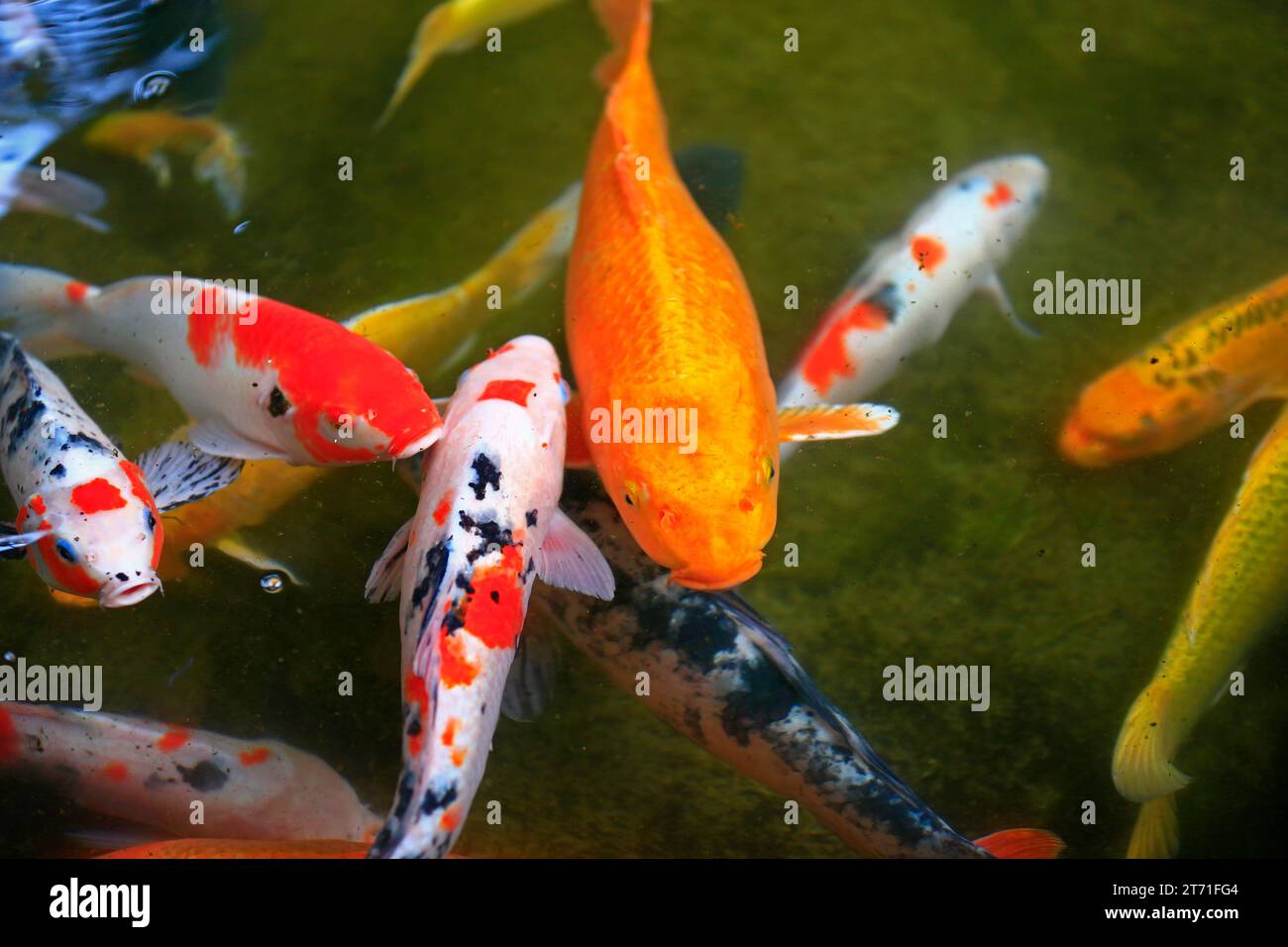 Image showcasing Goldfish in the pond Stock Photo - Alamy