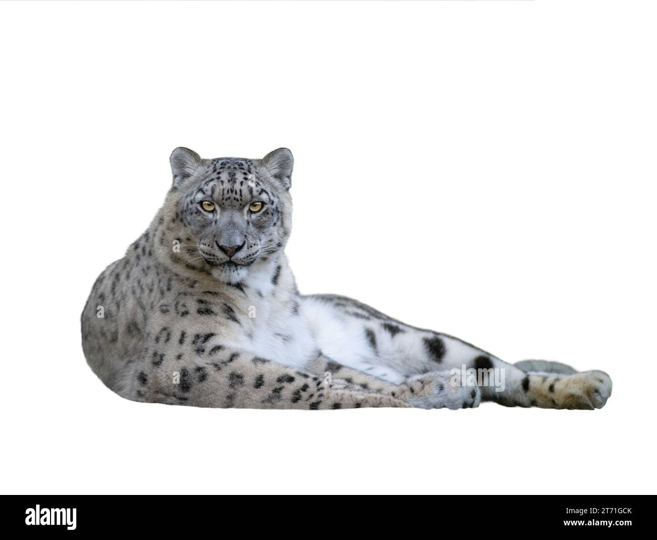 snow leopard Isolated on white background Stock Photo - Alamy