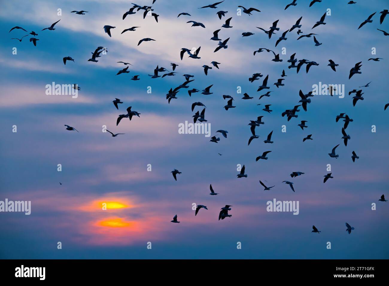 flying flock of seagulls against the backdrop of the setting sun Stock Photo