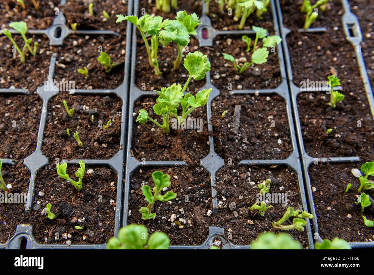 Seedling tray full of young sprouting Ranunculus plants. Persian buttercup ranunculus seedlings in a propagation tray. Stock Photo