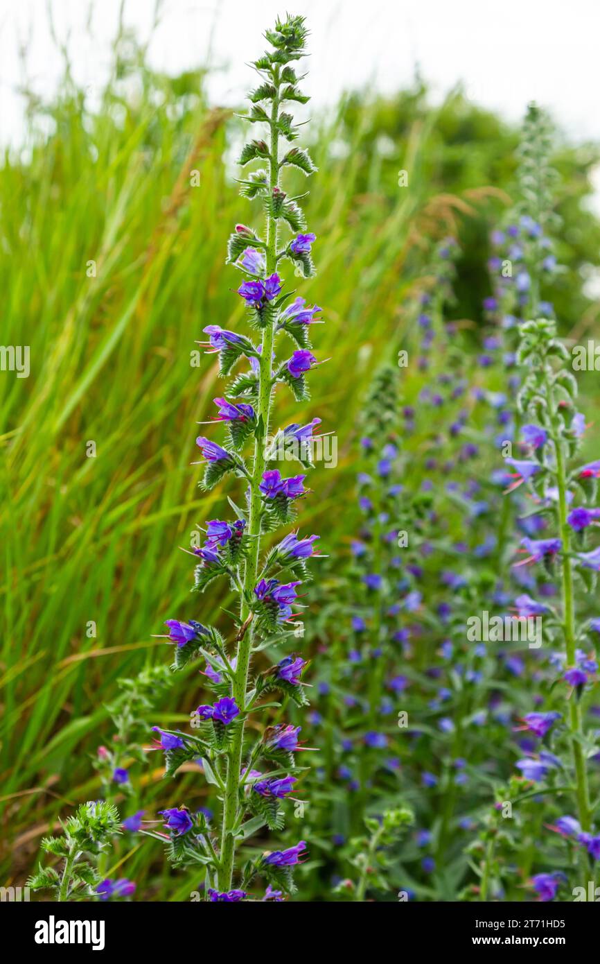 Viper's bugloss or blueweed Echium vulgare flowering in meadow on the natural green blue background. Macro. Selective focus. Front view. Stock Photo