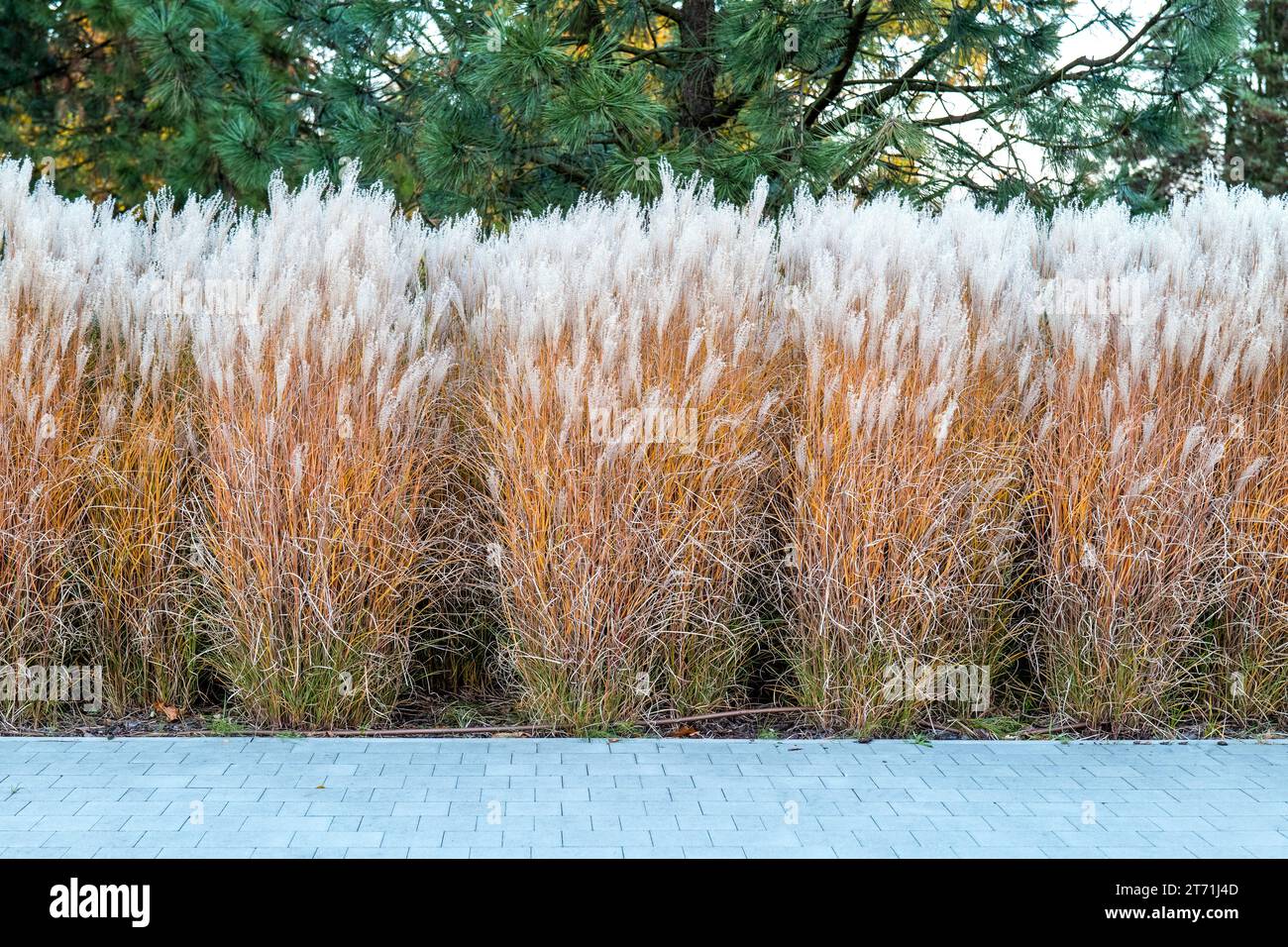 Beautiful ornamental grasses in the autumn garden Stock Photo
