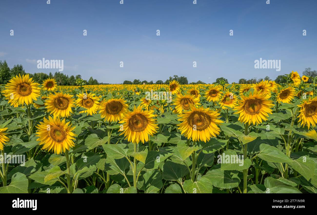 Sonnenblumen, Feld bei Brachwitz, Sachsen-Anhalt, Deutschland Stock Photo