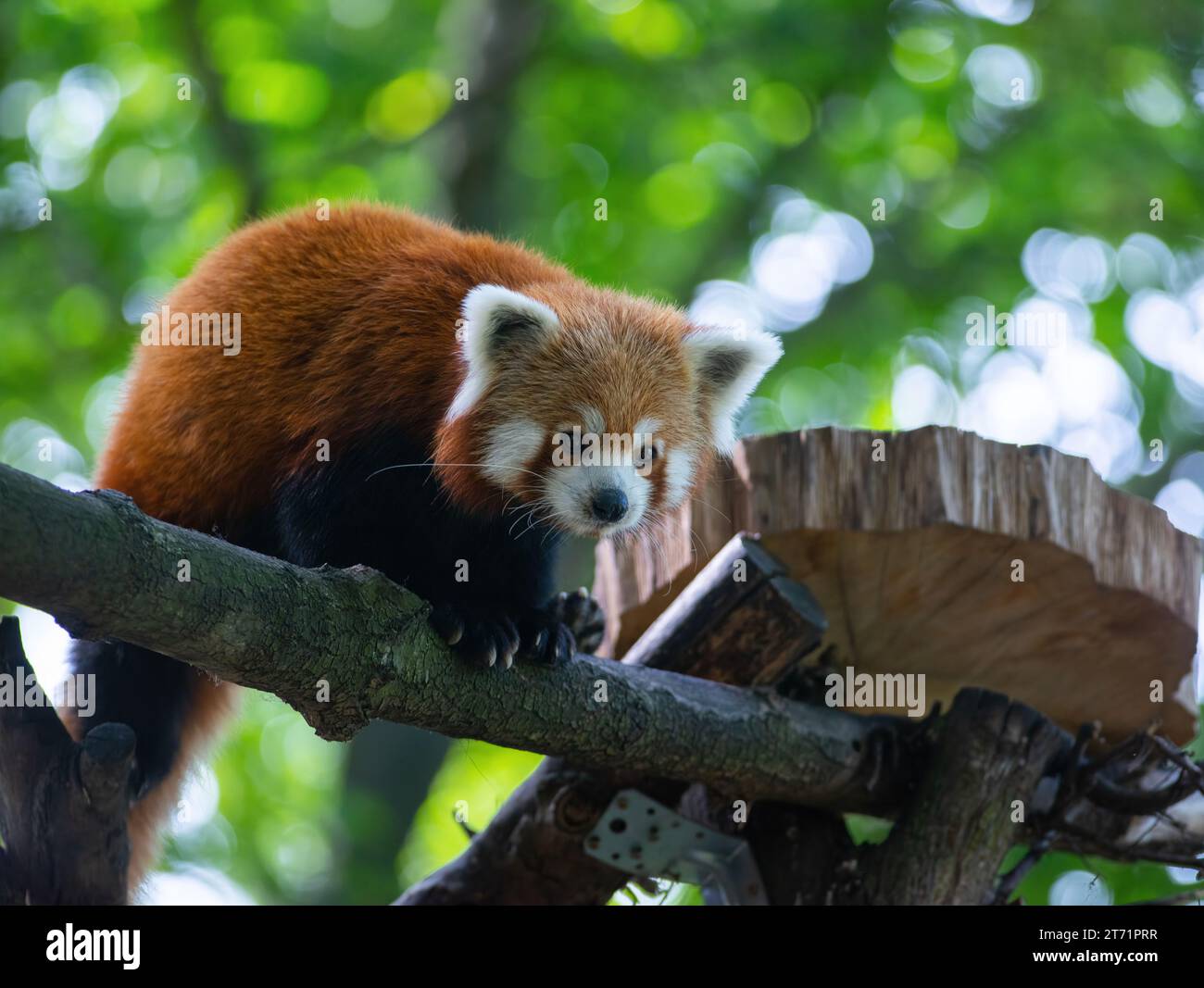 Chinese himalayan red panda hi-res stock photography and images - Alamy