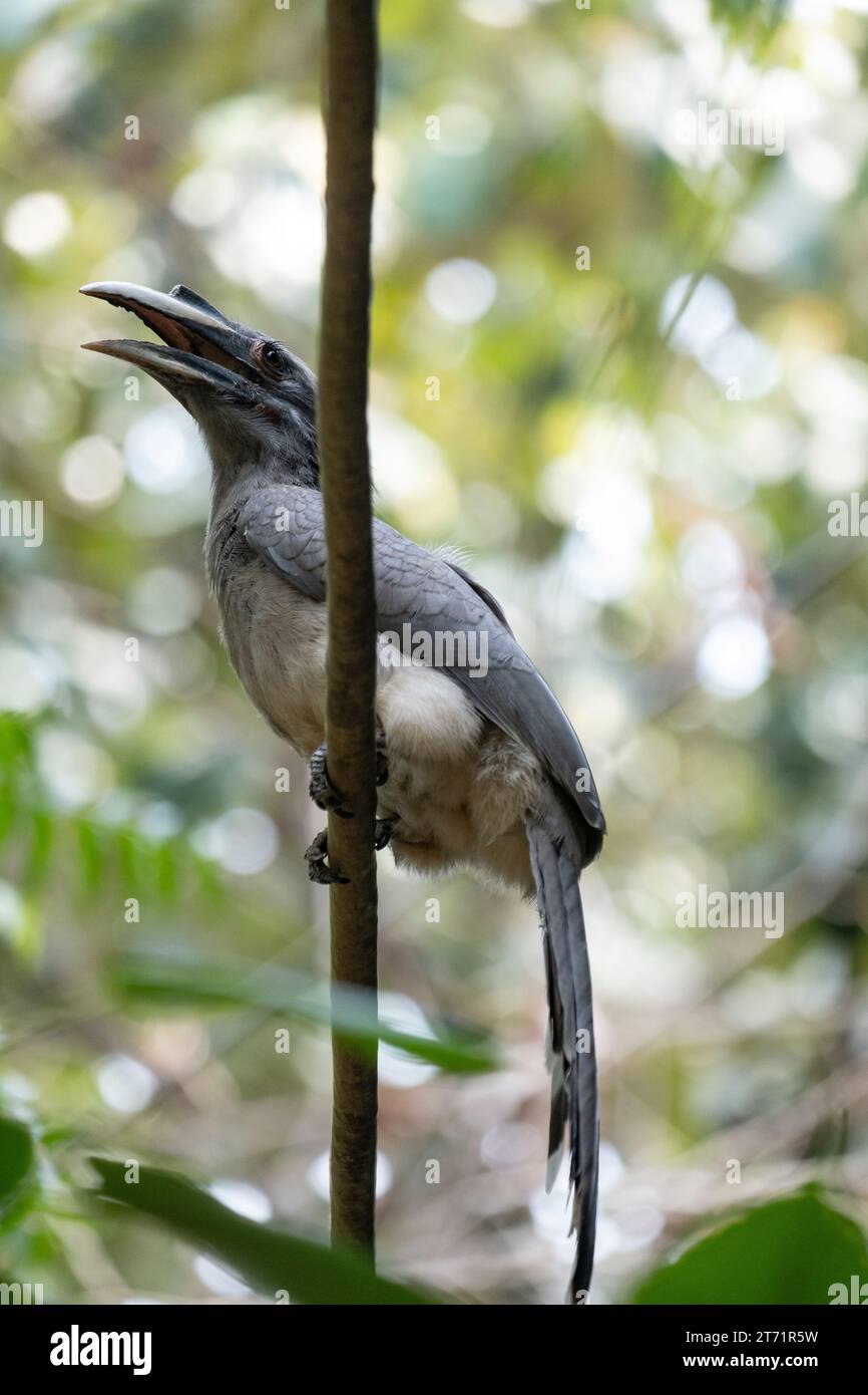Indian gray hornbill (Ocyceros birostris) is a common hornbill found on the Indian subcontinent. It is mostly arboreal and is commonly sighted in pair Stock Photo