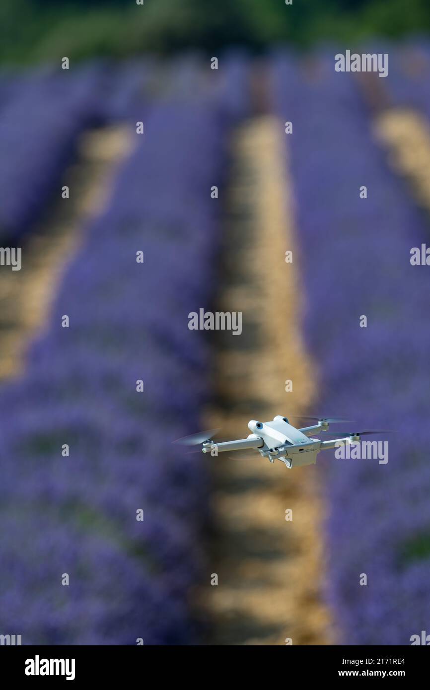 Drone flying over lavender field, Valensole, Provence Stock Photo - Alamy