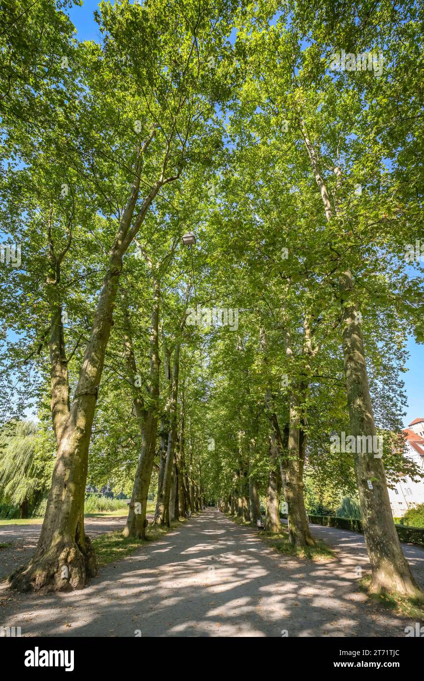 Platanenallee, Neckarinsel, Park, Tübingen, Baden-Württemberg, Deutschland Stock Photo