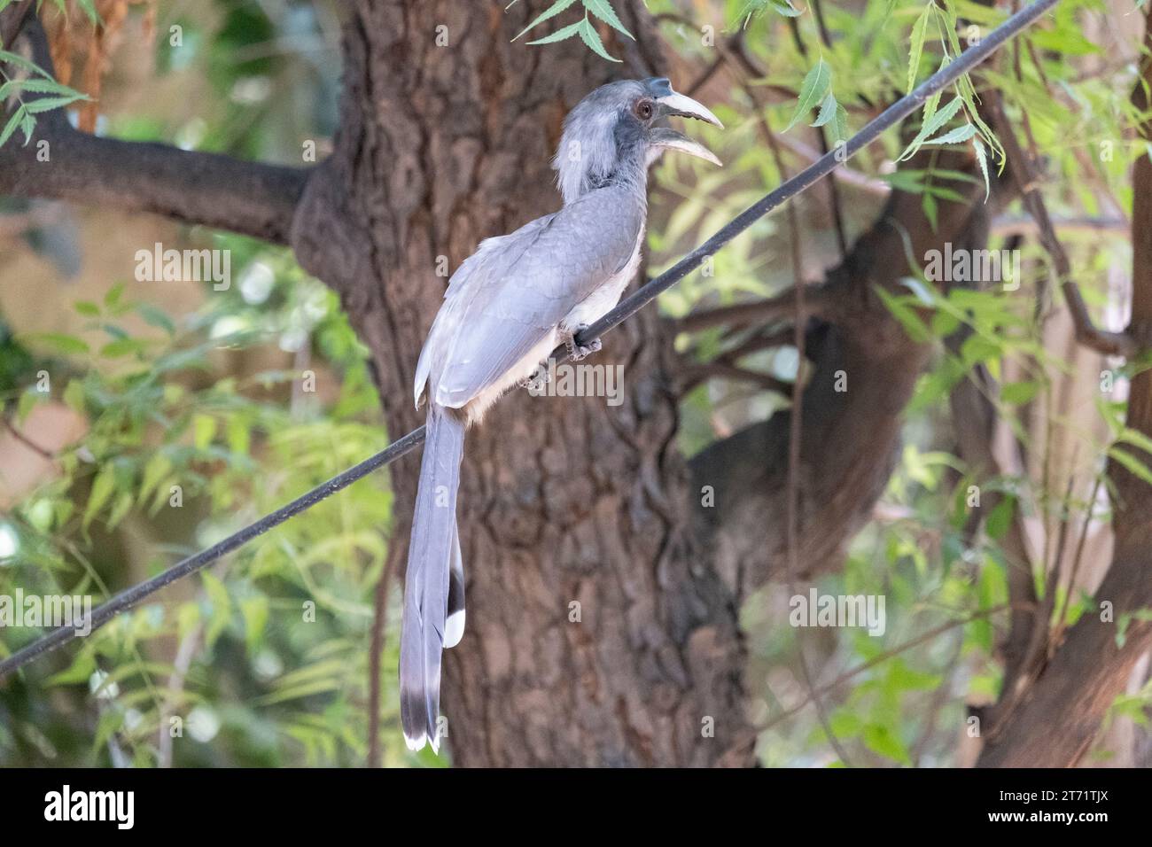 Indian gray hornbill (Ocyceros birostris) is a common hornbill found on the Indian subcontinent. It is mostly arboreal and is commonly sighted in pair Stock Photo
