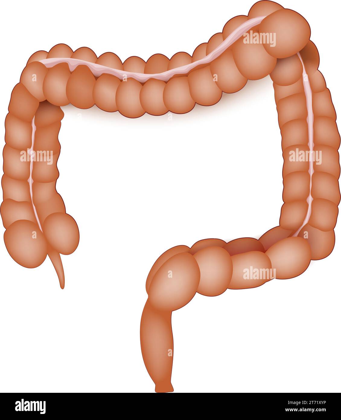 large intestine anatomy. Human Colon on a white background. Intestinal ...