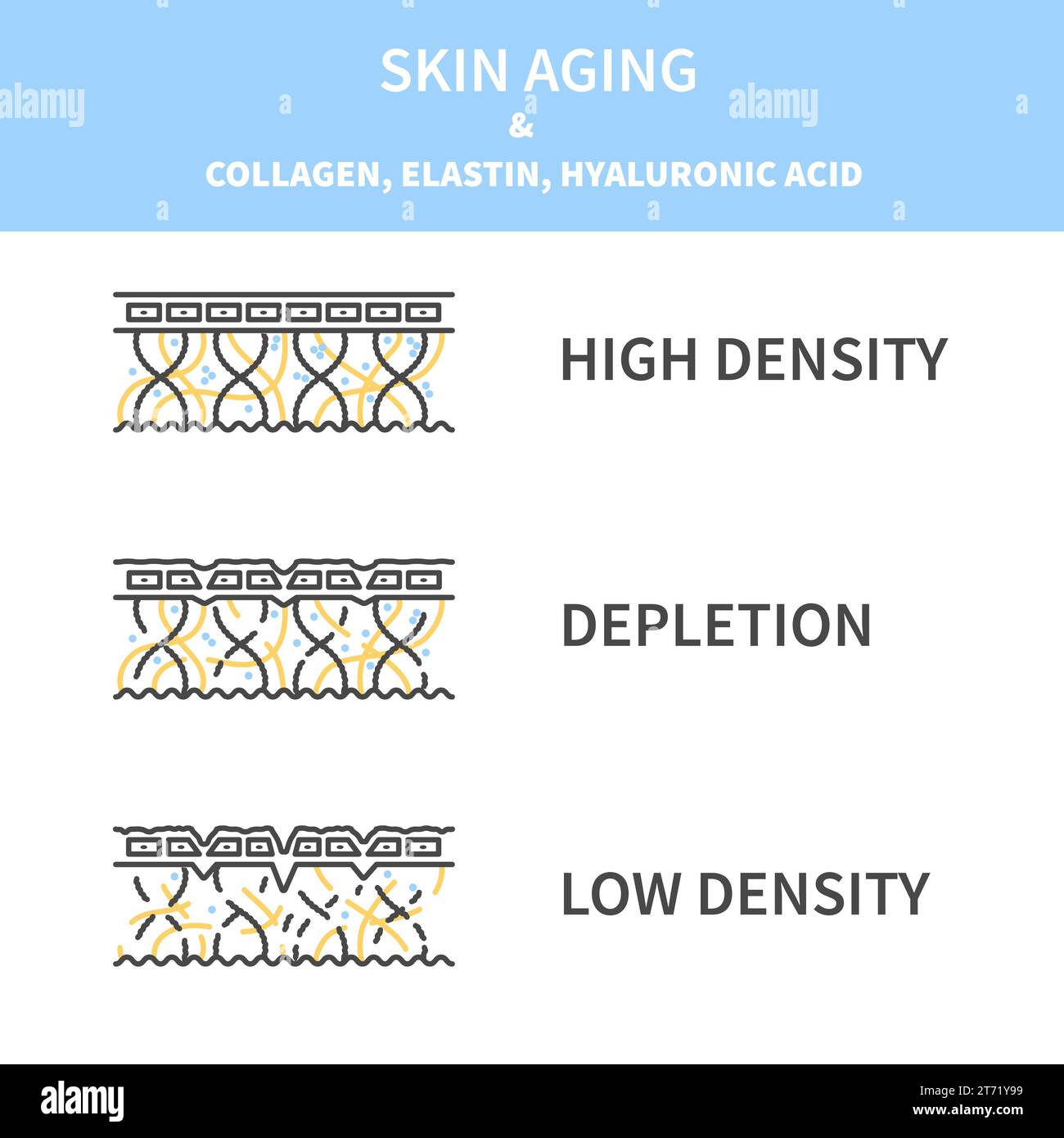 Collagen levels in young and aging skin diagram Stock Vector Image