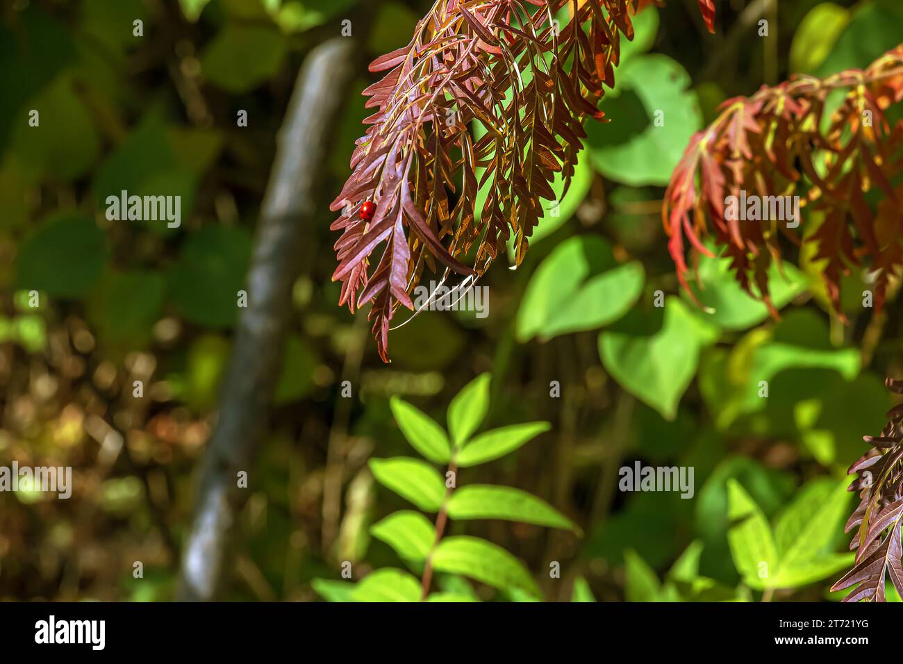 Rhus typhina in October. Yellow Red leaves of staghorn sumac. Rhus ...