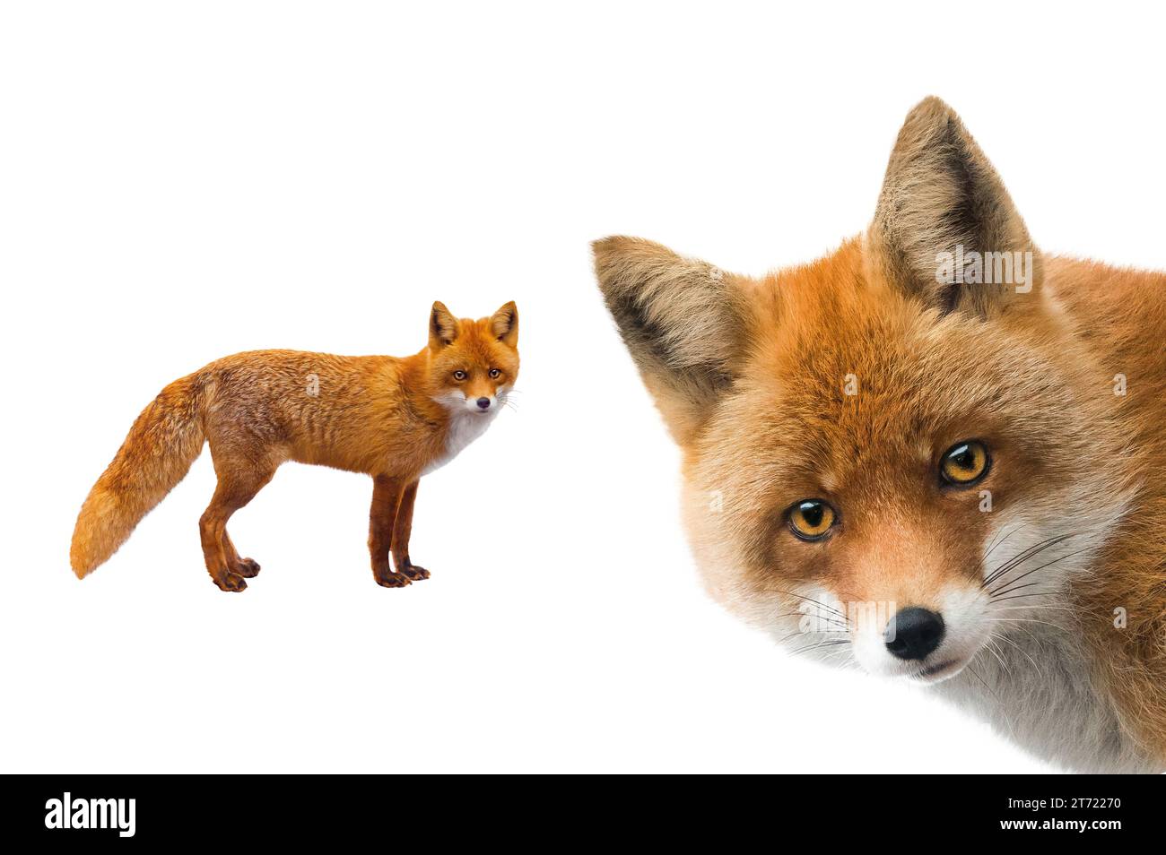 fox isolated on white background Stock Photo