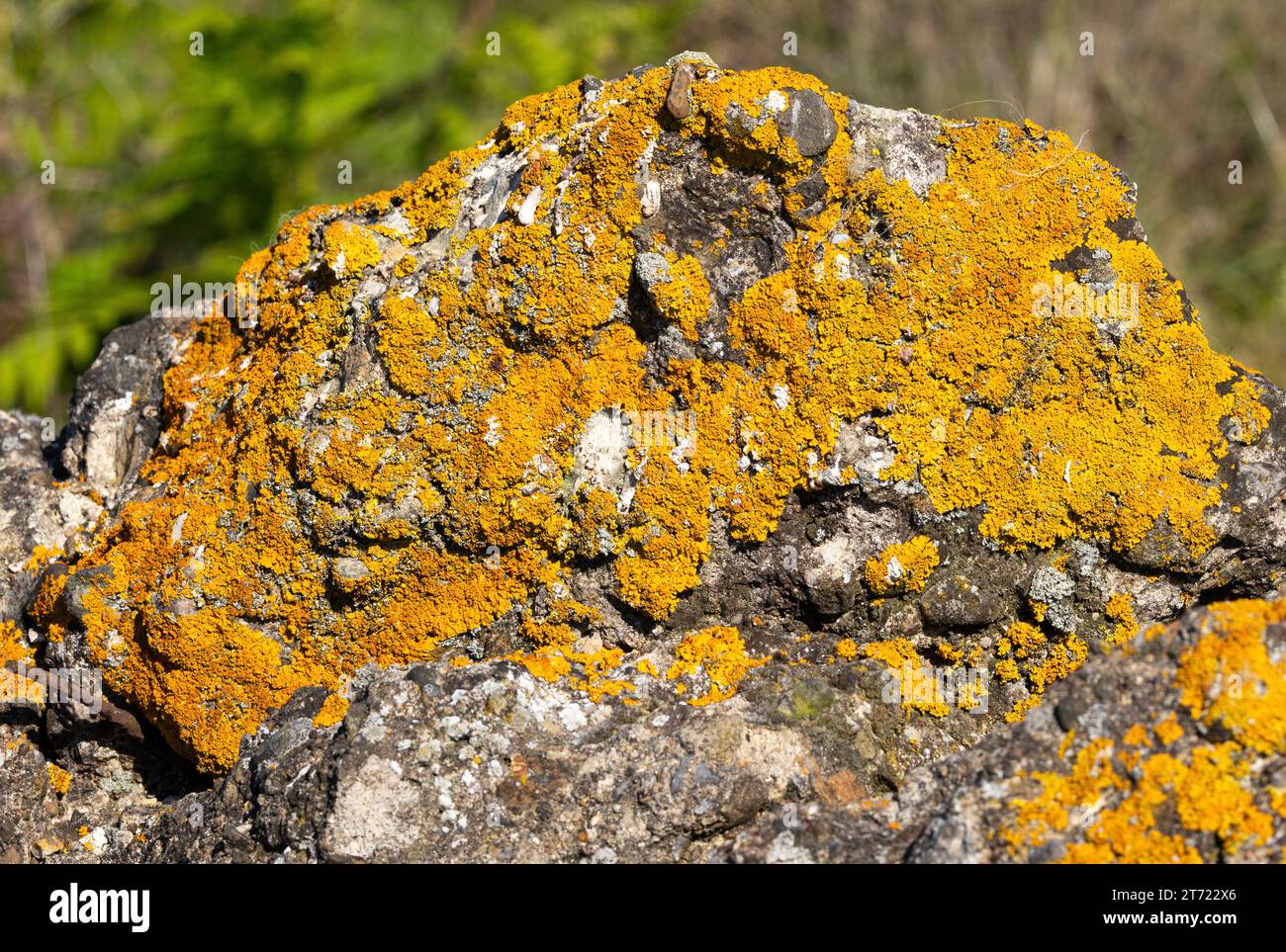 Golden Crust Lichen has become well-established on the ruins of a WW2 training facility. Lichens where the first orangaisms to move onto dry land and Stock Photo