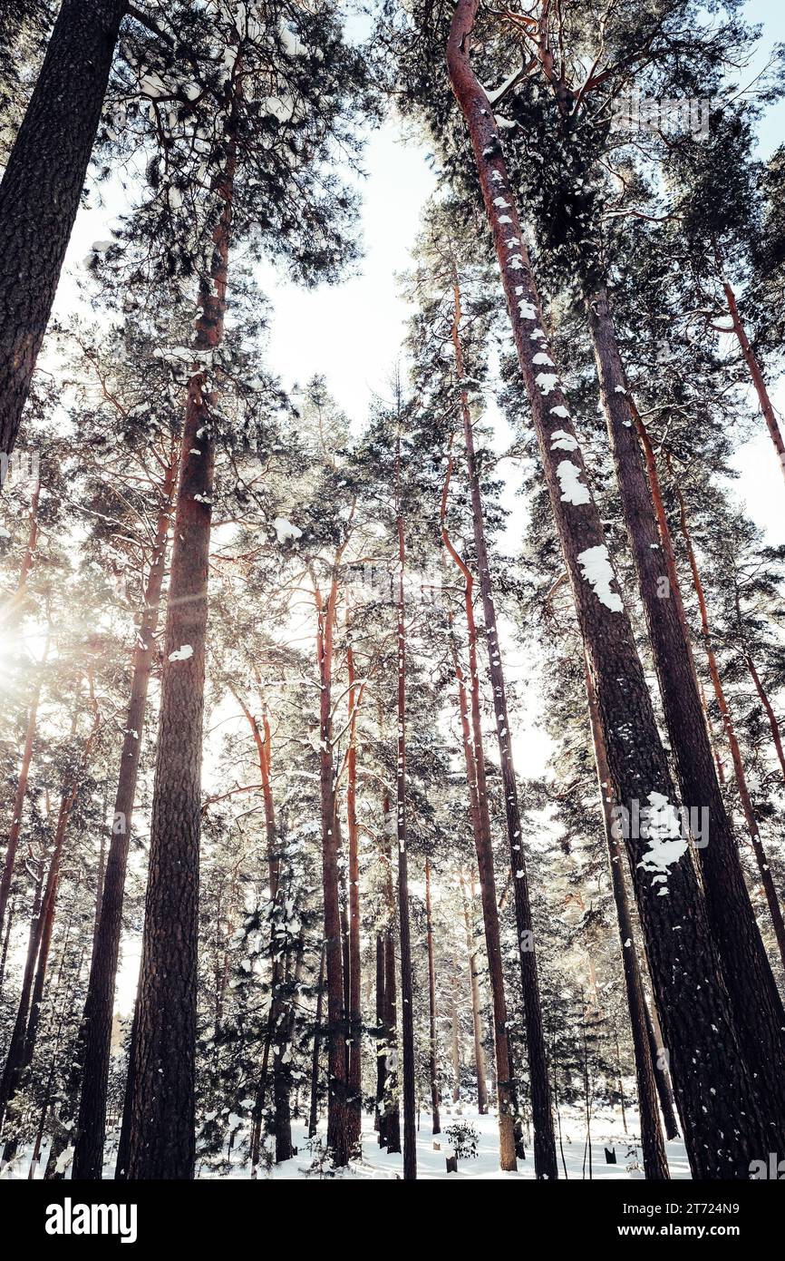 Forest low angle view hi-res stock photography and images - Alamy