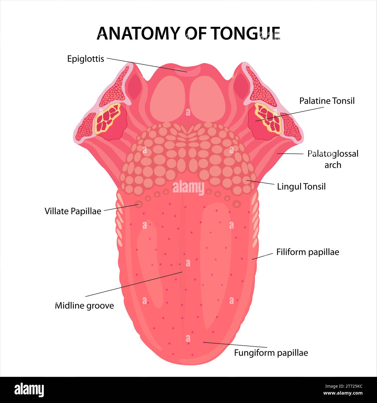 Surgical Anatomy Of Tongue Anatomy Of Tongue AJRATW Surgical Anatomy Of Tongue Anatomy Of Tongue AJRATW