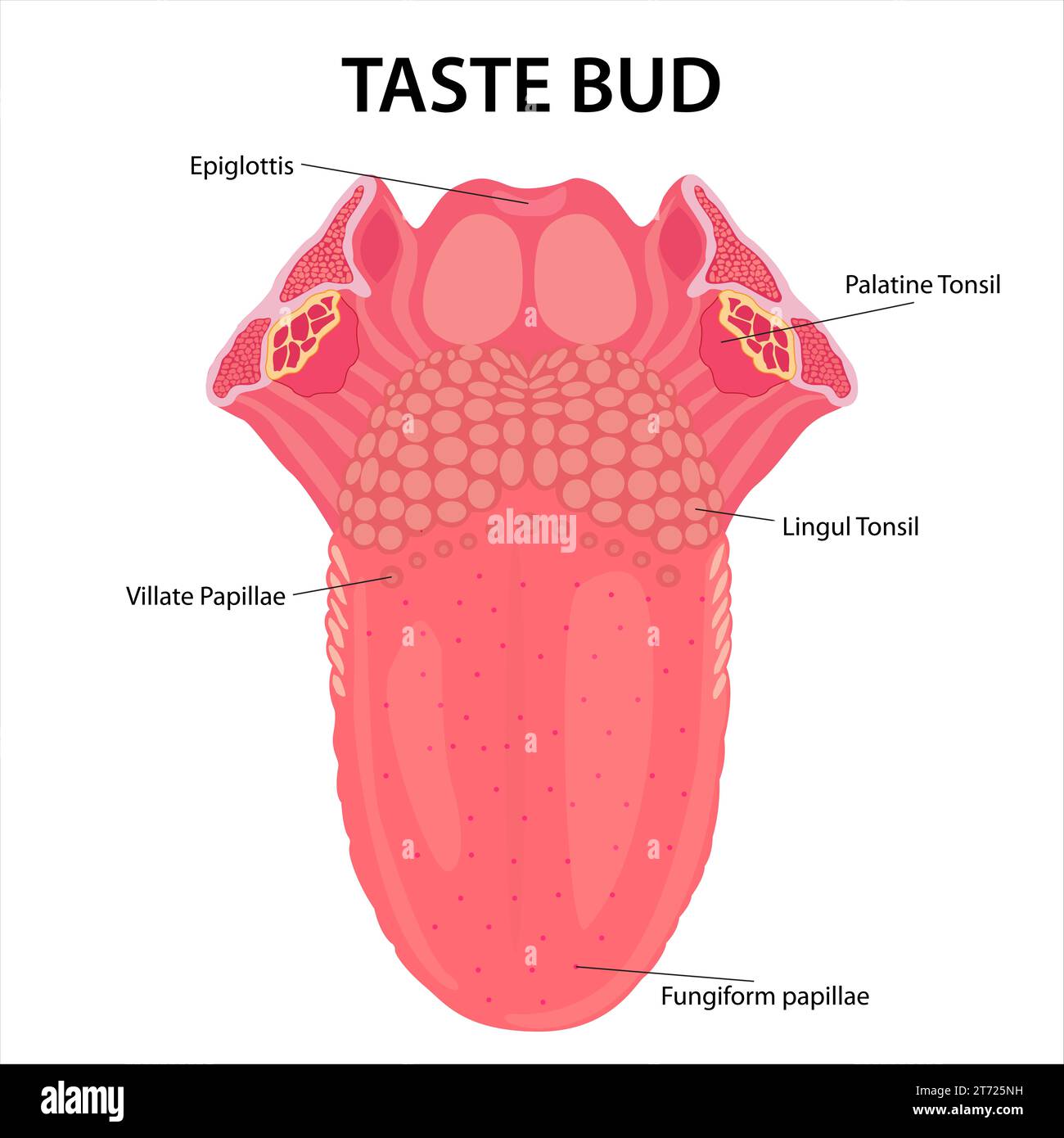 Anatomy of Human Tongue Illustration Stock Photo