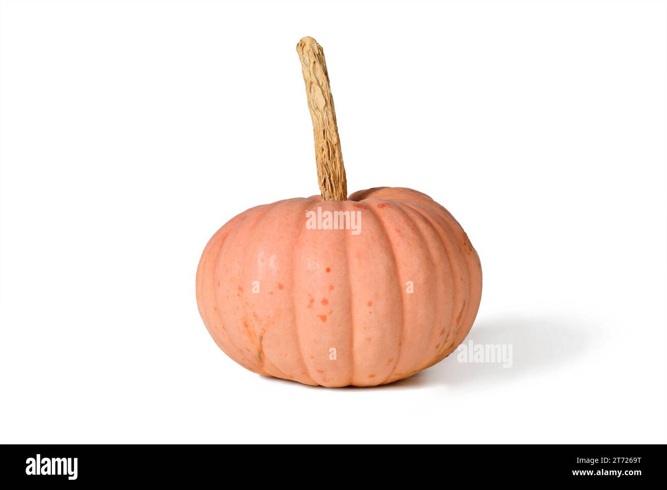 Pastel pink colored 'Miss Sophie Pink' Halloween pumpkin on white background Stock Photo
