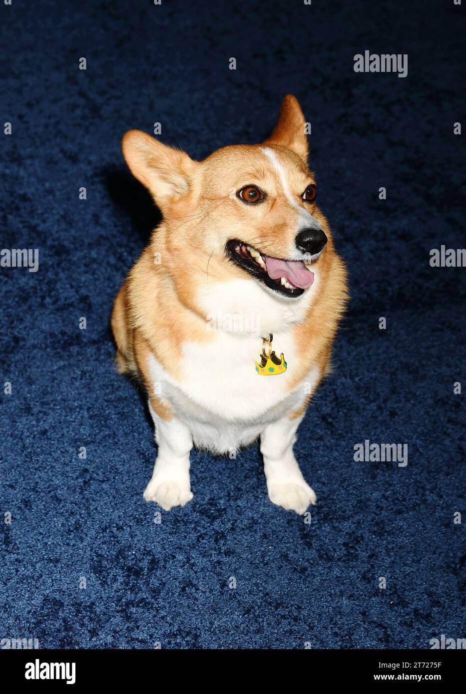 Los Angeles, California, USA. 12th Nov, 2023. Ziggy attends the premiere of Netflix's 'The Crown' Season 6 Part 1 at Regency Village Theatre on November 12, 2023 in Los Angeles, California. Credit: Jeffrey Mayer/Jtm Photos/Media Punch/Alamy Live News Stock Photo