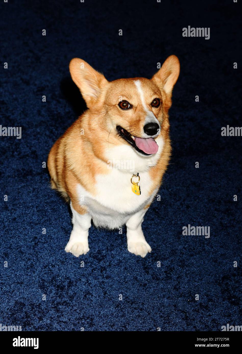 Los Angeles, California, USA. 12th Nov, 2023. Ziggy attends the premiere of Netflix's 'The Crown' Season 6 Part 1 at Regency Village Theatre on November 12, 2023 in Los Angeles, California. Credit: Jeffrey Mayer/Jtm Photos/Media Punch/Alamy Live News Stock Photo