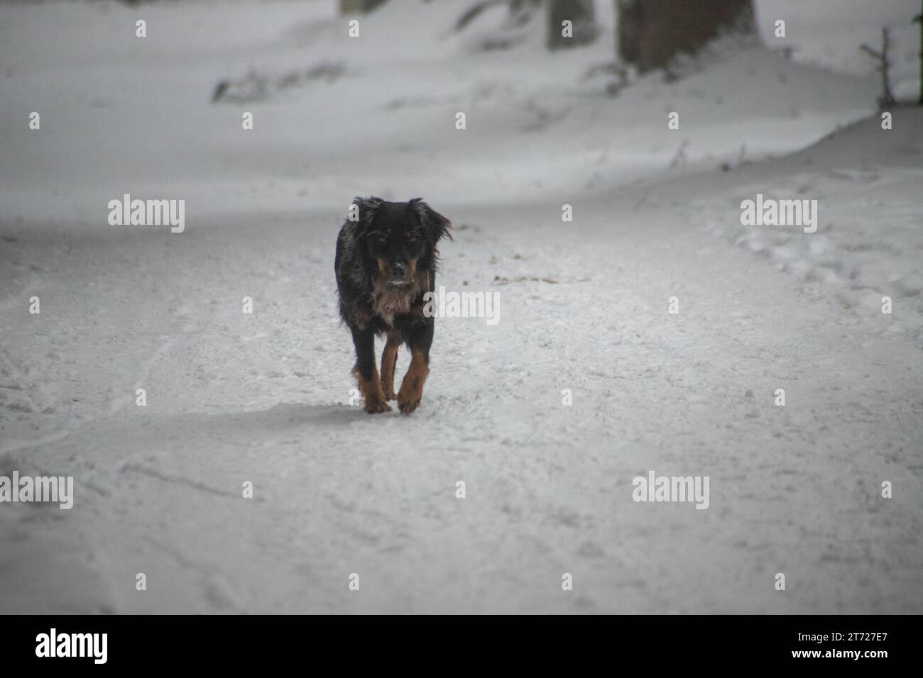 Lonely dog in frozen forest Stock Photo