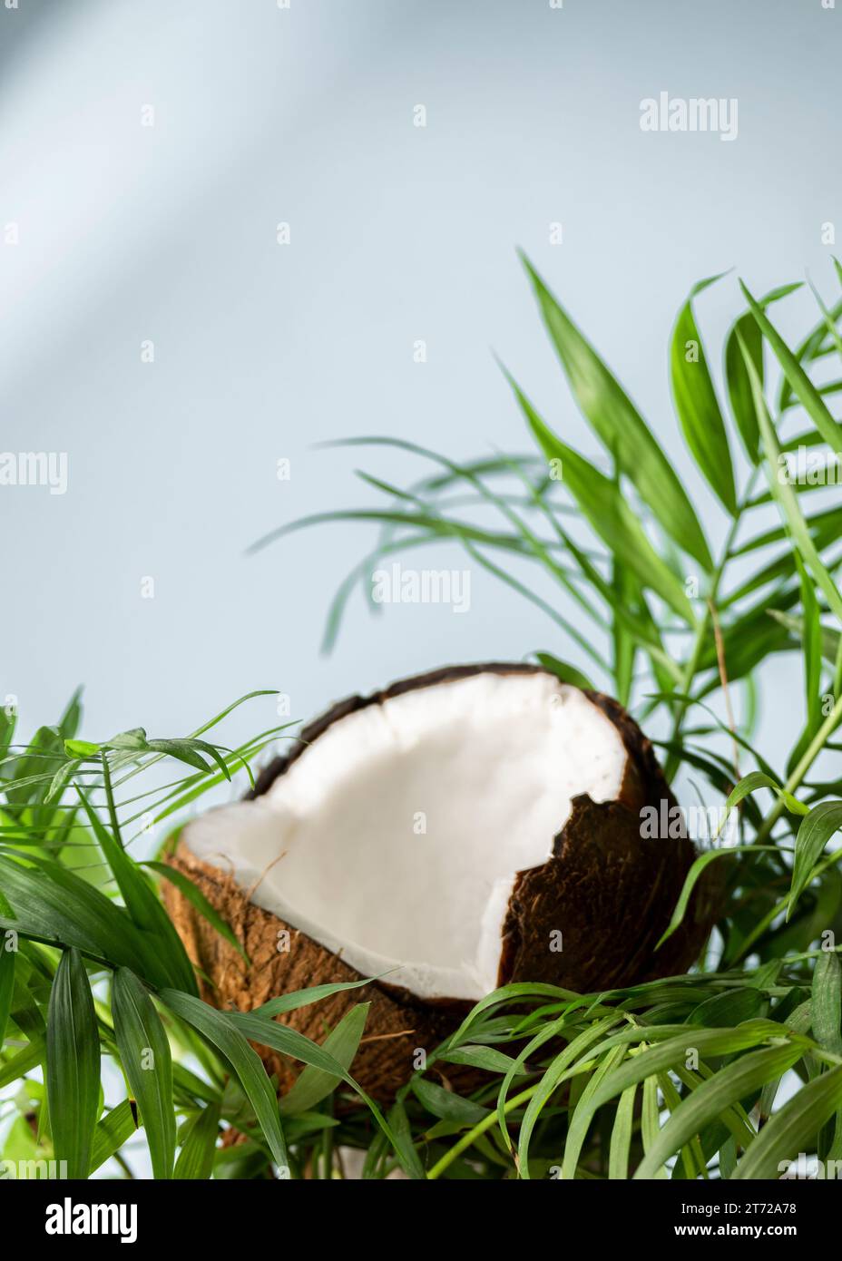 A cut piece of coconut, tropical healthy food, space for text Stock Photo