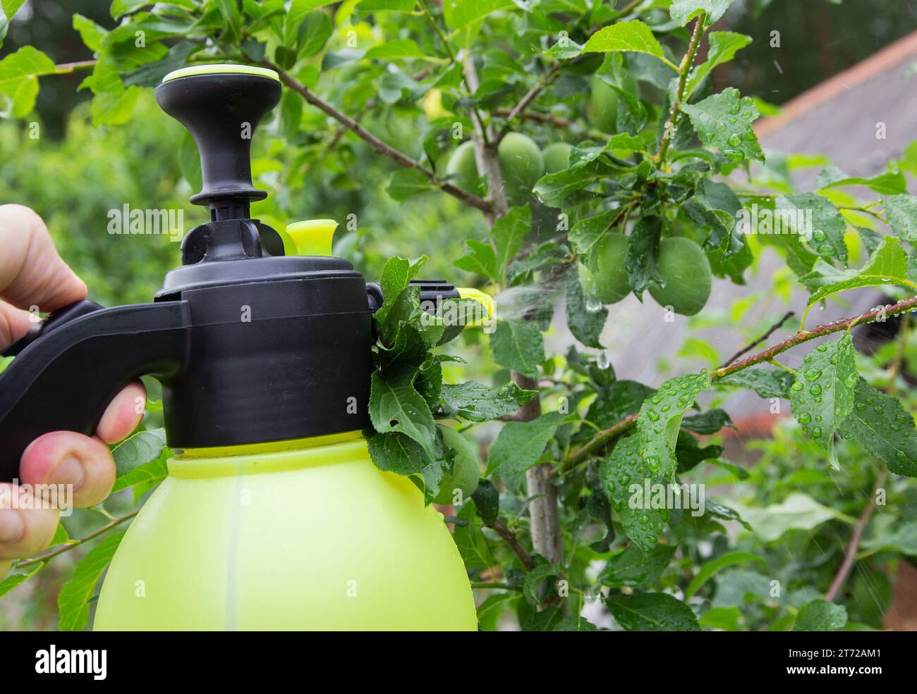 Spraying plums from pests and diseases. Stock Photo