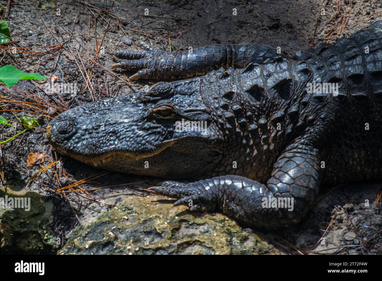 Close up of an Alligator from above Stock Photo
