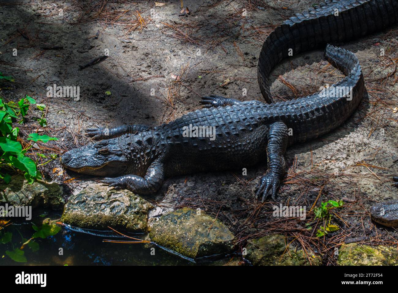 Alligator in the sand from above Stock Photo