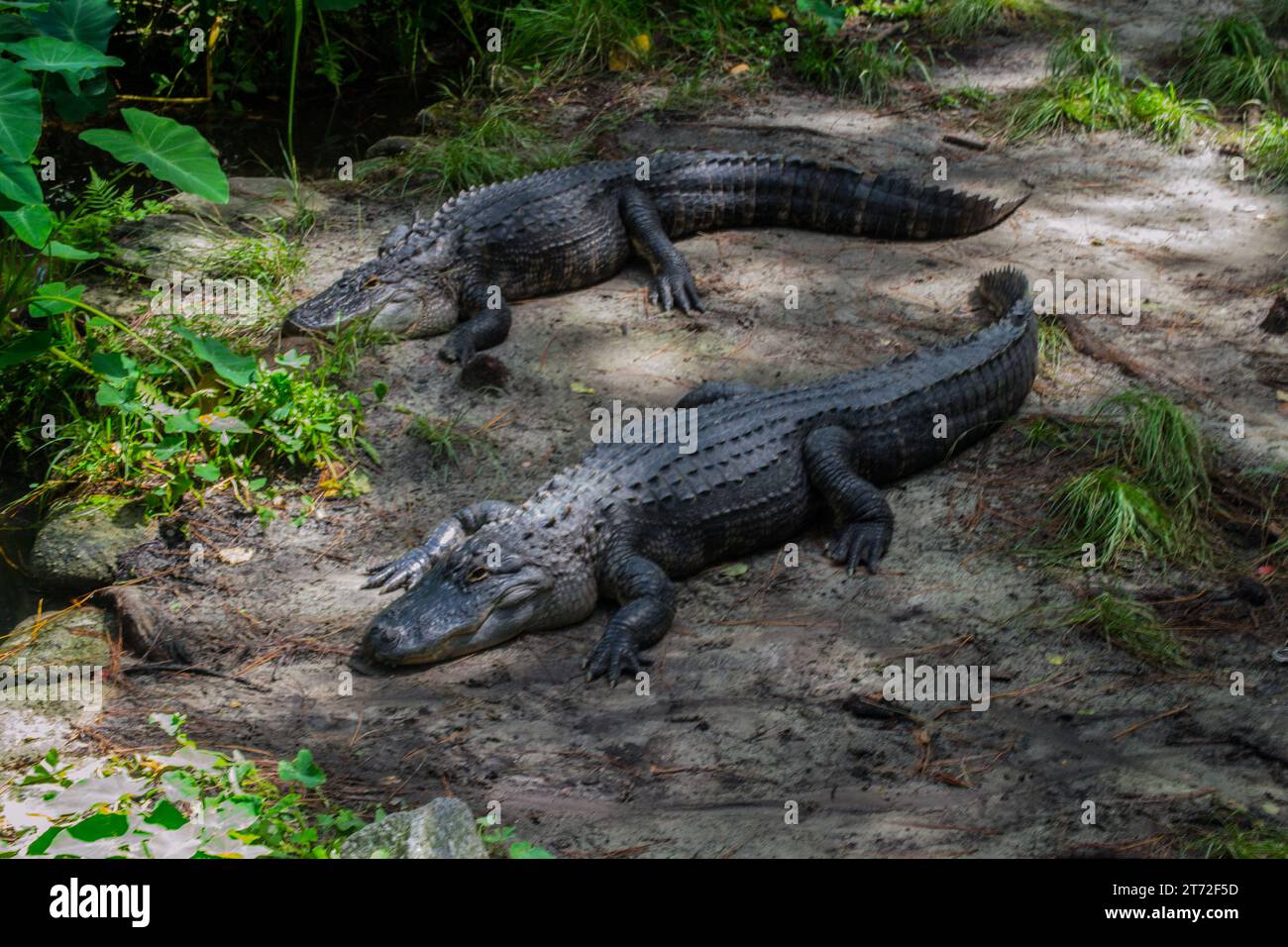 Two Alligators in the sand from above Stock Photo