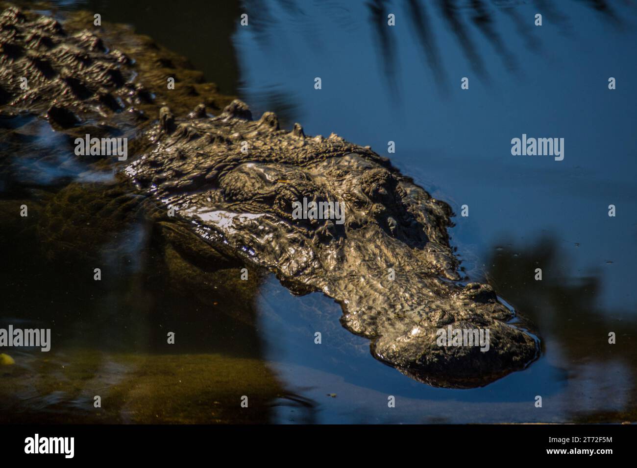 Alligator floating in the swamp Stock Photo