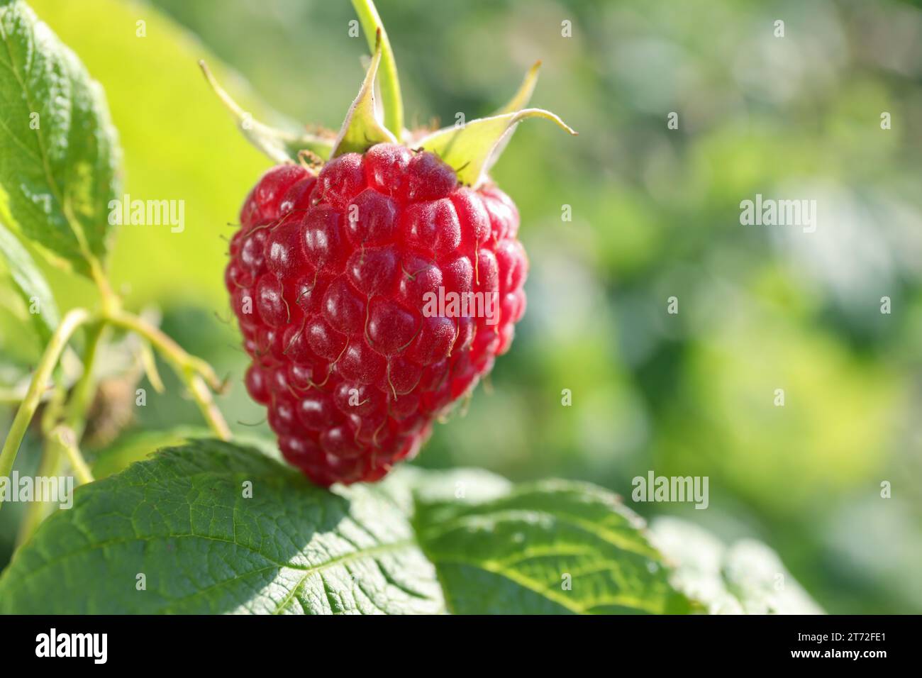 Green wild raspberry plant bush hi-res stock photography and images - Page  5 - Alamy