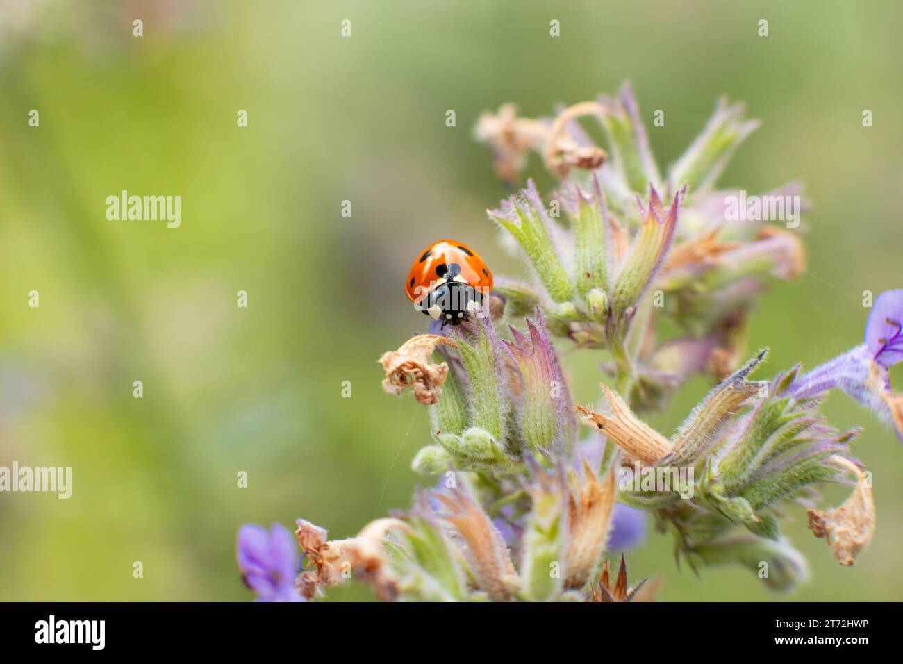 Purple Ladybugs Photos, Download The BEST Free Purple Ladybugs Stock Photos  \u0026 HD Images, image size:1300x956