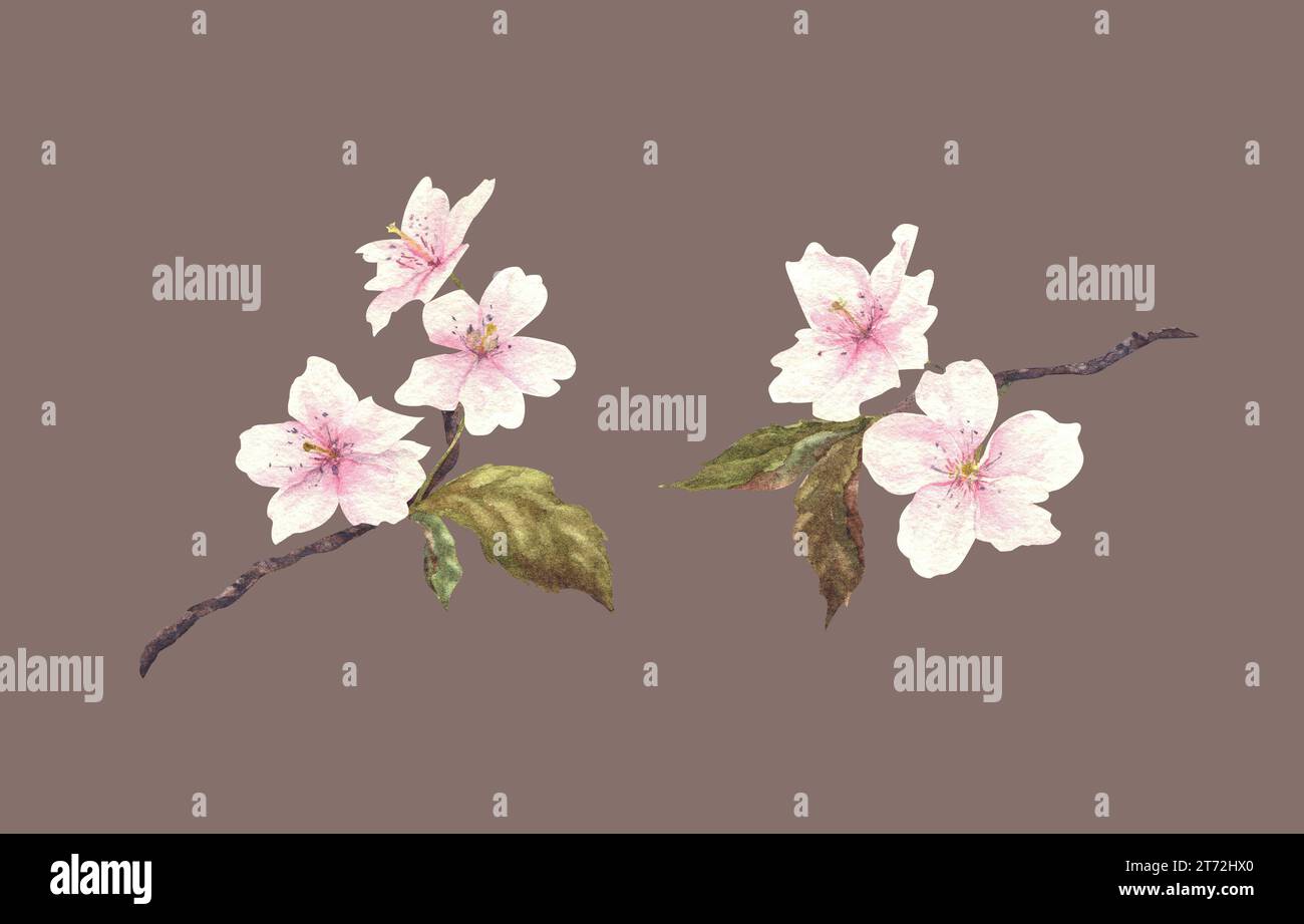 Watercolor blooming sakura. Hand painted flowers on isolated background ...