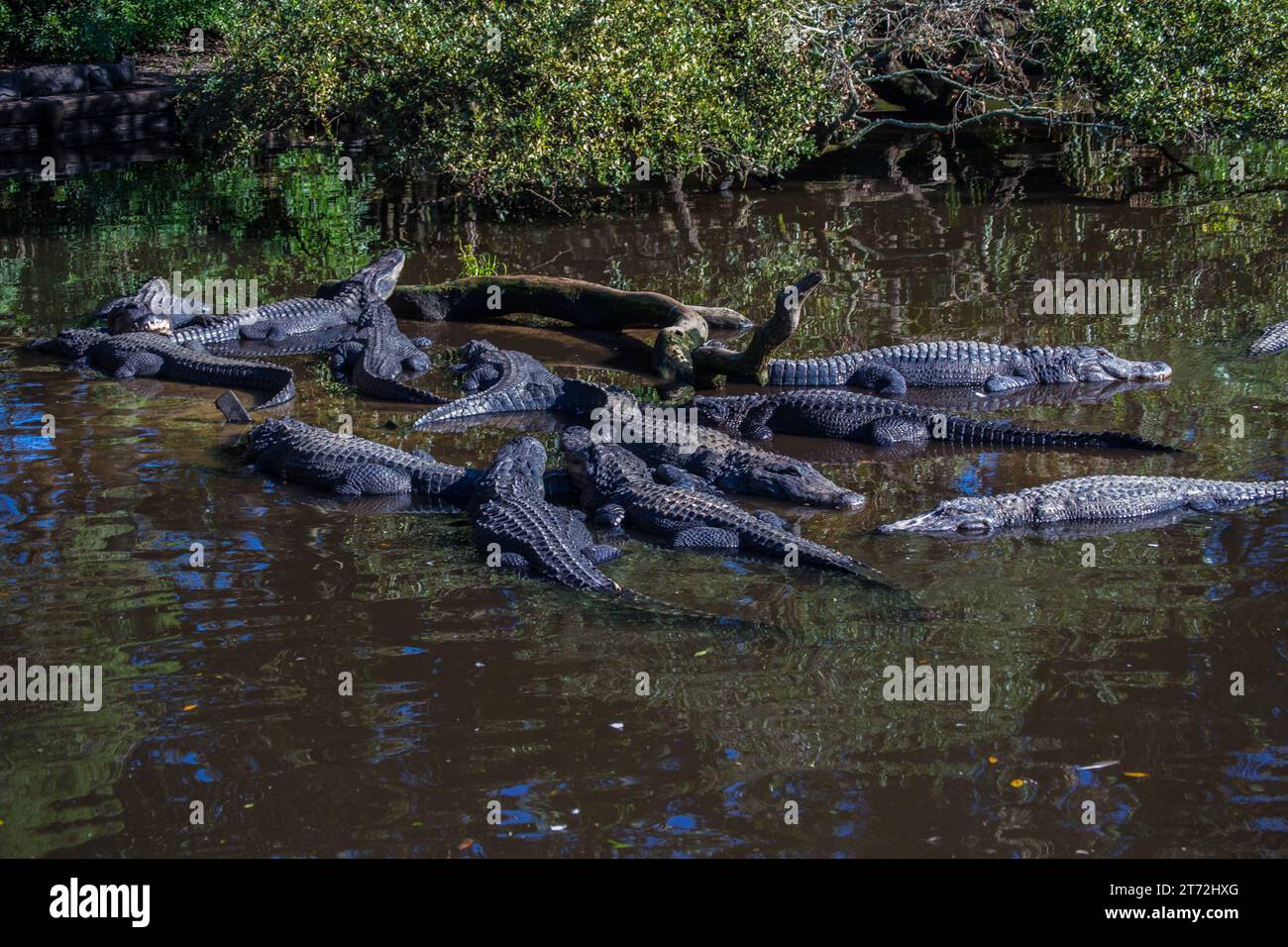 Alligators in a group in the swamp Stock Photo