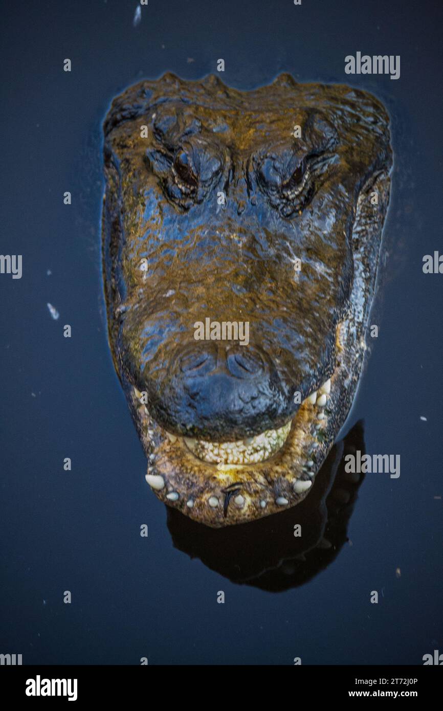 Alligator head sticking out of the water Stock Photo
