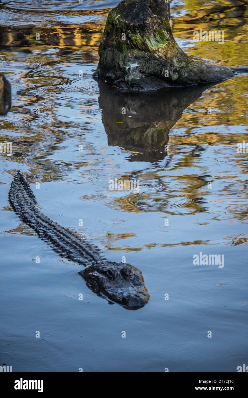 Alligator in the swamp with tree in background Stock Photo