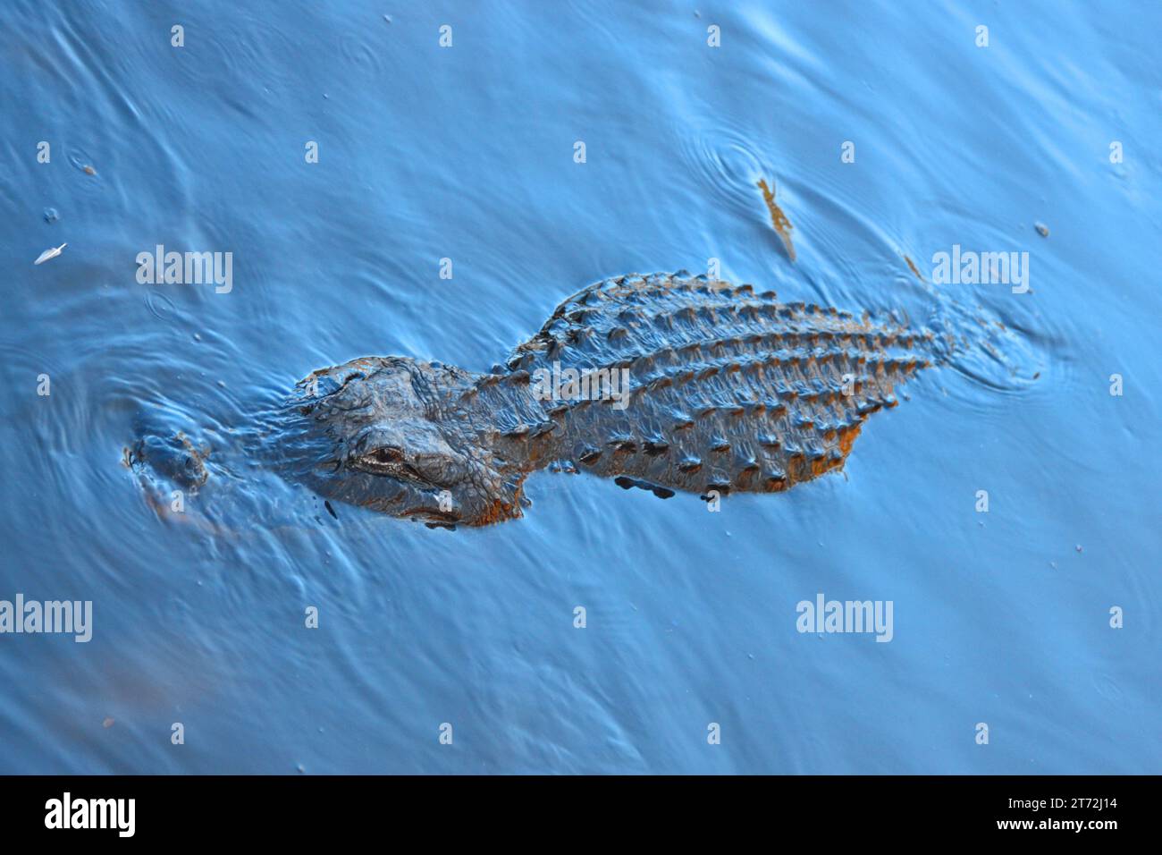 Alligator in blue water Stock Photo